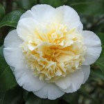 Camellia Brushfield's Yellow