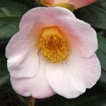 Camellia Burncoose Apple Blossom