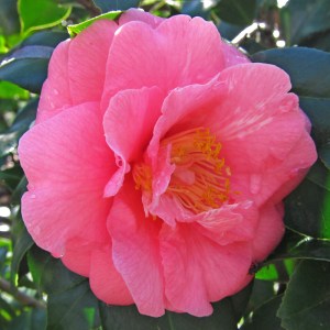 Camellia Burnham Beeches