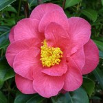 Camellia Burwells Primus