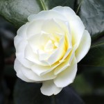 Camellia Buttermint