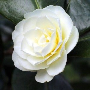 Camellia Buttermint