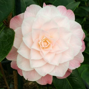 Camellia Buttons and Bows