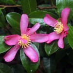 Camellia sasanqua 'Crimson King'