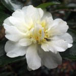 Camellia sasanqua 'Gay Sue'