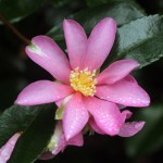Camellia sasanqua 'Hugh Evans'