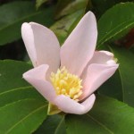 'Camellia sasanqua 'Maiden's Blush'