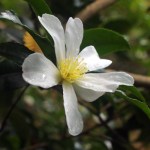 Camellia sasanqua 'Narumigata'