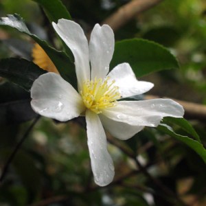 Camellia sasanqua 'Narumigata'