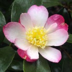Camellia sasanqua 'Navajo'