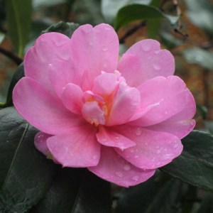 Camellia sasanqua 'Paradise Hilda'