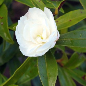 Camellia sasanqua 'Paradise Little Liane'