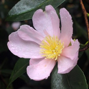 Camellia sasanqua 'Plantation Pink'