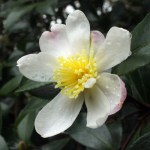 Camellia sasanqua 'Rainbow'