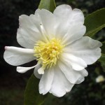 Camellia sasanqua 'Setsugekka'