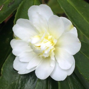 Camellia 'Snow Flurry'