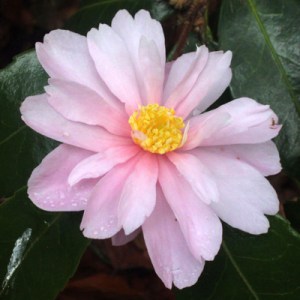 Camellia 'Winters Rose'
