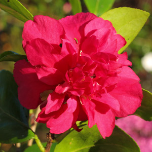 Camellia x hiemalis Bonanza
