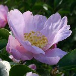 Camellia sasanqua Cotton Candy