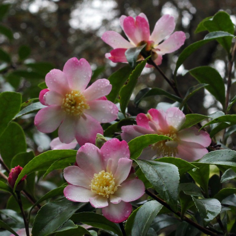 Camellia sasanqua 'Navajo'