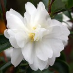Camellia sasanqua Paradise Little Liane