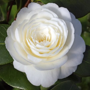 Camellia japonica 'Dahlonega'