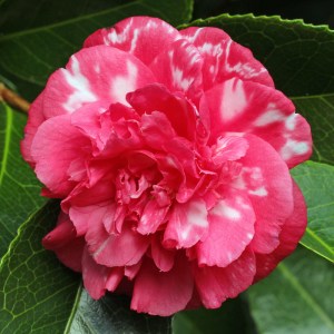 Camellia japonica 'Daikagura'