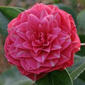 Camellia 'Daintrie Sievers'