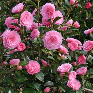 Camellia x williamsii 'E G Waterhouse'