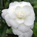 Camellia sasanqua 'Early Pearly'