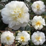 Camellia japonica 'Edelweiss'