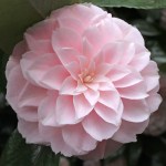 Camellia japonica 'Eleanor Hagood'