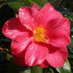 Camellia japonica 'Eleanor Martin'