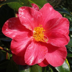 Camellia japonica 'Eleanor Martin'