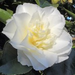 Camellia japonica 'Elegans Champagne'