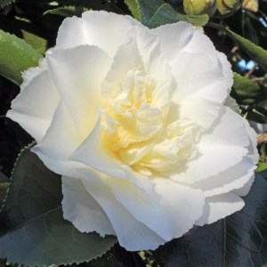Camellia japonica 'Elegans Champagne'