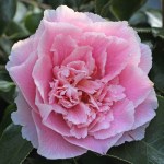 Camellia japonica 'Elegans Supreme'