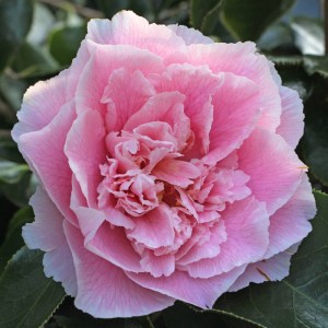 Camellia japonica 'Elegans Supreme'