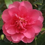 Camellia x williamsii 'Elegant Beauty'