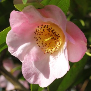 Camellia x williamsii 'Elizabeth de Rothschild'