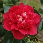 Camellia japonica 'Elizabeth Hawkins'