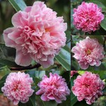 Camellia 'Elizabeth Rose Open'