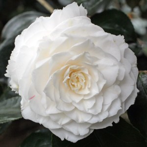 Camellia japonica 'Elisabeth'