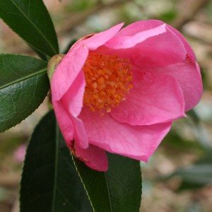 Camellia x williamsii 'Ellamine'