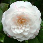 Camellia japonica 'Ellen Doubleday'