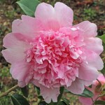 Camellia x wiliamsii 'Elsie Jury'