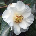 Camellia japonica 'Emmett Barnes'