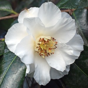 Camellia japonica 'Emmett Barnes'