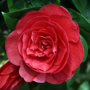 Camellia x williamsii 'Empire Rose'