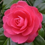 Camellia japonica 'Erica Sievers'